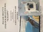 Lost cream French Bulldog