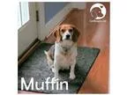 Adopt Muffin a Tricolor (TanBrown and Black and White) Beagle  M