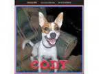 Adopt Cody a Jack Russell Terrier Basenji