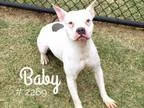 Adopt Baby a White American Pit Bull Terrier  Boston Terrier dog