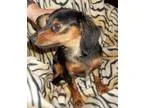 Adopt Diamond a BrownChocolate Dachshund  Mixed dog in Memphis T