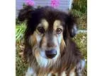 Adopt Lady Grace a Border Collie