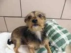 Adopt WINSTON a Cairn Terrier  Mixed dog in Fort Wayne IN (15504
