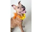 Adopt THEA a Pit Bull Terrier  Mixed dog in Sacramento CA (15683