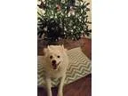 Adopt Frost a White American Eskimo Dog  Mixed dog in Fort Wayne