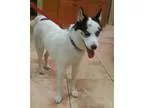 Adopt Ranger a White - with Black Siberian Husky  Mixed dog in C