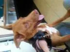 Adopt neptune a Labrador Retriever