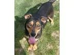 Adopt Reece a Shepherd