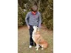 Adopt Jasper a Husky