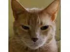 Adopt Tiger a Extra-Toes Cat (Hemingway Polydactyl)