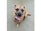 Adopt Angel a RedGoldenOrangeCh estnut - with White American Sta
