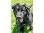 Adopt Molly a Black Labrador Retriever  Mixed dog in Wilmington 