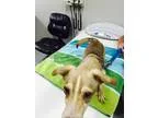 Rajie Dog Husky