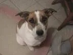 Adopt Penne - Special Needs a Beagle