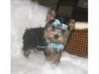 shorkie puppies ready to go