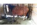 Adopt Shanti (Feedlot Mare) a Bay Quarterhorse  Mixed horse in B