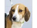 Adopt Kentucky Derby a TanYellowFawn Hound (Unknown Type)  Mixed