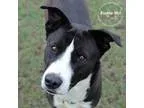 Adopt Norma a Black - with White Border Collie  Shepherd (Unknow