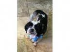 Adopt Minnie a Lhasa Apso