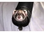Adopt Hershey a Ferret