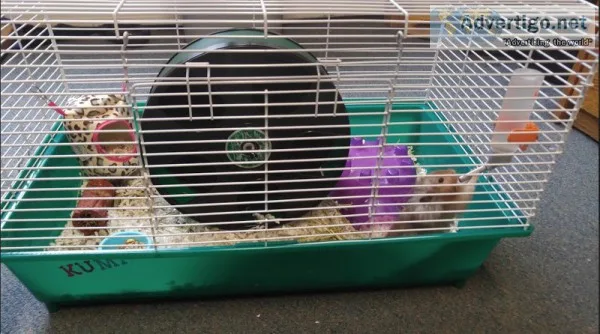 Teddy Bear Hamster NEED a New Home FAST