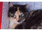 Adopt Maybelle a Calico or Dilute Calico Calico (short coat) cat