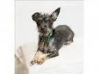 Adopt Carmen Sandiego a Terrier Dachshund