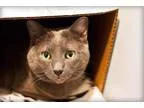 Adopt Winnie a Domestic Short Hair