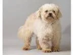 Adopt ROCKY a Cockapoo Mixed dog in Pt. Richmond CA ()