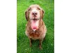 Adopt Jasmine a BrownChocolate Labrador Retriever  Mixed dog in 