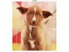 Adopt Ryker a Husky