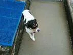 Adopt Puddin a Jack Russell Terrier
