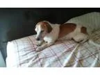 Adopt Big Daddy a Beagle