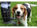 Adopt Fletcher a Tricolor (TanBrown and Black and White) Beagle 