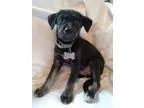 Adopt Ponyboy a Black - with Gray or Silver Terrier (Unknown Typ