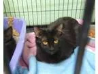 Adopt Black Cat - White Wisp a Domestic Short Hair