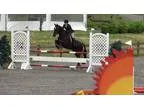 jumper gelding for sale