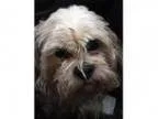 Adopt Rocky a Shih Tzu Lhasa Apso