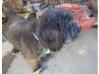 Adopt Alabama a Black Shih Tzu  Lhasa Apso  Mixed dog in San Die