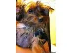 Registered Yorkshire Terrier (Toy Yorkie)