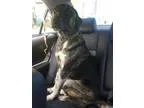 Adopt Bo a German Shepherd Dog