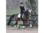 Very Talented Lovely Dark Buckskin Rpsi Warmblood Mare for Sale