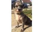 Adopt Meadow a Terrier Dachshund