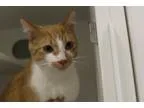 Adopt Condo 34 Mango a Orange or Red Domestic Shorthair (short c