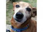 Adopt Clementine a Dachshund