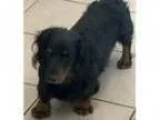 Adopt Laurel a Dachshund