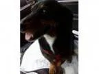 Adopt Lottie a Dachshund
