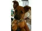 Adopt Clooney a BrownChocolate - with Tan German Shepherd Dog  B