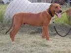 Adopt Frack a RedGoldenOrangeCh estnut Vizsla  Redbone Coonhound