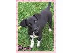 Adopt Marie a Black - with White Pointer  Mixed dog in Jasper IN